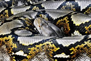 understanding-requests-get-in-python